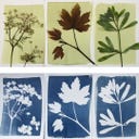 Botanopia Coffret Cyanotype - 1 kit