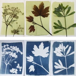 Botanopia Coffret Cyanotype - 1 kit