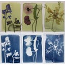Botanopia Coffret Cyanotype - 1 kit