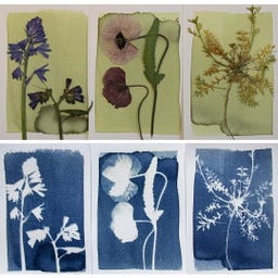 Botanopia Coffret Cyanotype - 1 kit