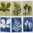 Botanopia Coffret Cyanotype - 1 kit