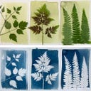 Botanopia Coffret Cyanotype - 1 kit