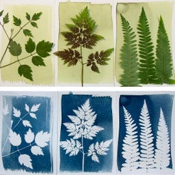 Botanopia Coffret Cyanotype - 1 kit