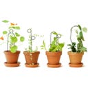 Botanopia Supporto per Piante - Mini Plant Stake - Pompom