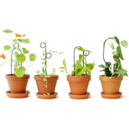 Botanopia Supporto per Piante - Mini Plant Stake - Hoop