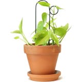 Botanopia "Mini Plant Stake" Climbing Aid