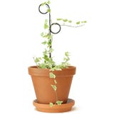 Botanopia Supporto per Piante - Mini Plant Stake
