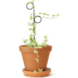 Botanopia Supporto per Piante - Mini Plant Stake - Perch