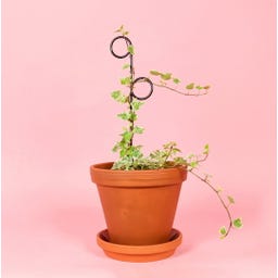 Botanopia Supporto per Piante - Mini Plant Stake - Perch