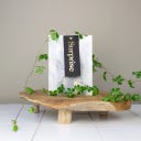 Botanopia Gift Tags - 1 set