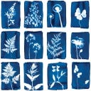 Botanopia Set of 12 Cyanotype Greeting Cards