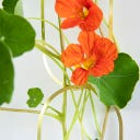 Botanopia Klätterblommor - Fröblandning 