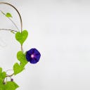 Botanopia Klätterblommor - Fröblandning 