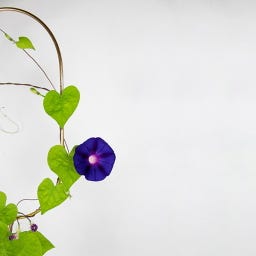 Botanopia Klätterblommor - Fröblandning 