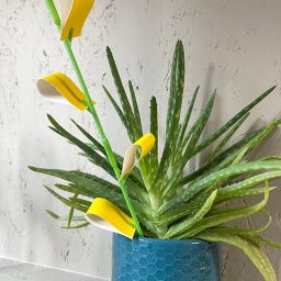 Botanopia Kit de Plantas SOS