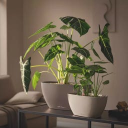 Lechuza NAVIO Color 10 - Nutmeg