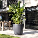 Lechuza CLASSICO Color 50 - Slate grey