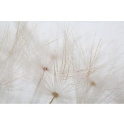 Mauro Ferretti Leinwandbild mit Farbdruck Tin