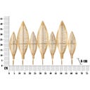 Mauro Ferretti Appendiabiti Long Leaf