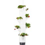 Strawberry Tower - Sissi Strawberry Hanging