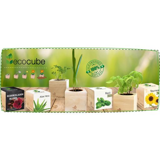 Feel Green ecocube “Hjärtbladsklöver