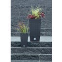 Prosperplast Blumentopf Rato Square Hoch - Anthrazit - 29x29x55 cm