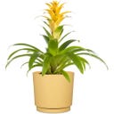 Scheurich Plano Sierpot Matt Yellow - Ø 13 cm