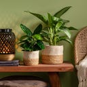 Scheurich Korgkruka av Sjögräs - Ø 13 cm