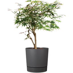 Scheurich Planteringskärl Lino+ Metallic Grey - Ø 29 cm