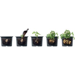 Prosperplast Anzuchttopf für Kartoffeln - 2 in 1 - ⌀ 29,5 cm