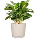 Scheurich Plano Sierpot Avorio - Ø 13 cm