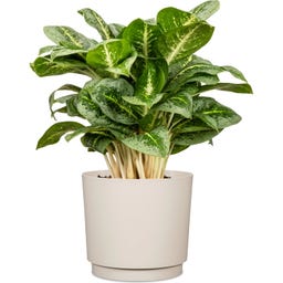 Scheurich Plano Sierpot Avorio - Ø 13 cm