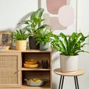 Scheurich Plano Sierpot Avorio - Ø 13 cm