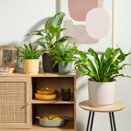 Scheurich Plano Sierpot Avorio - Ø 13 cm