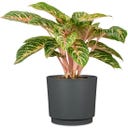 Scheurich Cache-Pot Plano Nero - Ø 13 cm