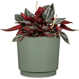 Scheurich Plano Sierpot Matt Sage - Ø 13 cm