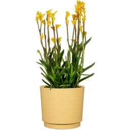 Scheurich Plano Ytterkruka Matt Yellow - Ø 13 cm