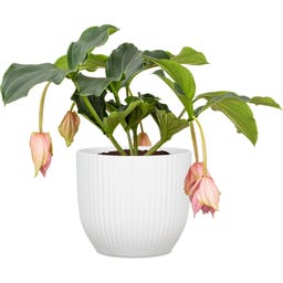 Scheurich Nova Ytterkruka Chalk White - Ø 13 cm