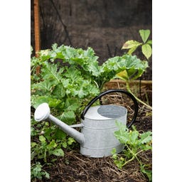 IB Laursen Zalivalka z razpršilno glavo 5 l - cink