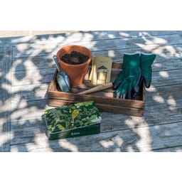 Burgon & Ball Aussaat- & Pflanzset 