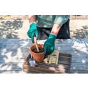 Burgon & Ball Aussaat- & Pflanzset 