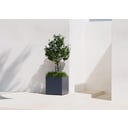 Herstera Pflanzkasten Cube 70x70x70