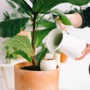 pepin Hydrating Olla - Terracotta