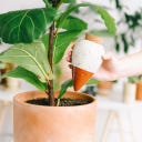 pepin Hydrating Olla - Terracotta