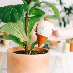 pepin Hydrating Olla - Terracotta