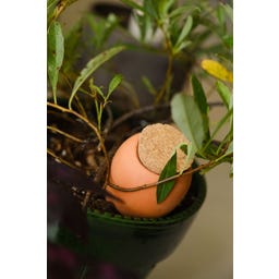 pepin Mini-Ollas Trio - 2 terracotta + 1 speckled white