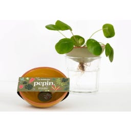 pepin Bobèche for Houseplants