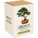 Gift Republic Grow It - Bonsai Bäume - 1 Set