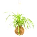 Gift Republic Die Kunst des Kokedama - DIY Set