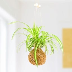 Gift Republic Die Kunst des Kokedama - DIY Set